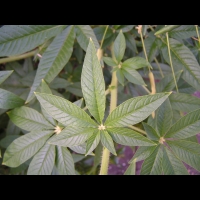 Bougainvillier - Bougainvillea Glabra (fam Nyctaginacees) (Bresil) (4)
